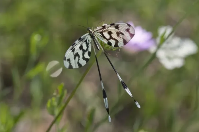 Framed Print : Spoonwing, lacewing -Nemoptera sinuata-, near Lake Kerkini, Greece, Europe Framed Print : Spoonwing, lacewing -Nemoptera sinuata-, near Lake Kerkini, Greece, Europe