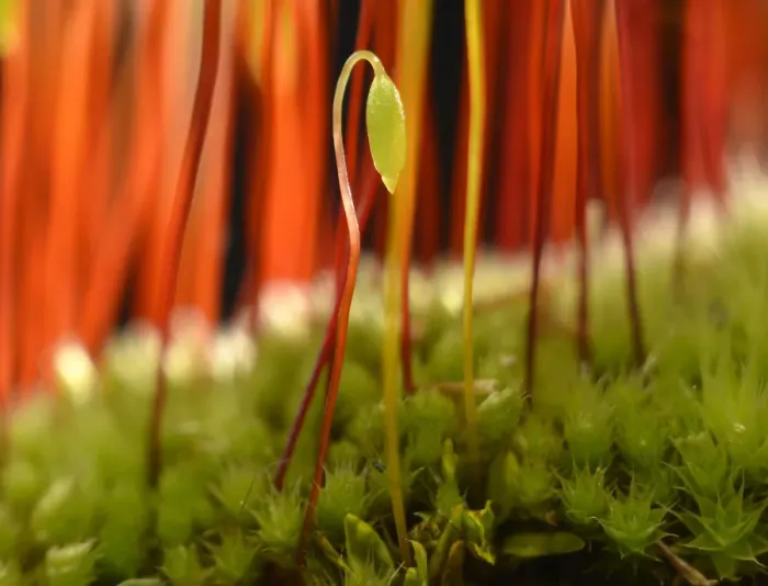 Framed Print : Sporophyte of Creeping feather-moss -Amblystegium serpens-, Stuttgart, Baden-Wurttemberg, Germany Framed Print : Sporophyte of Creeping feather-moss -Amblystegium serpens-, Stuttgart, Baden-Wurttemberg, Germany