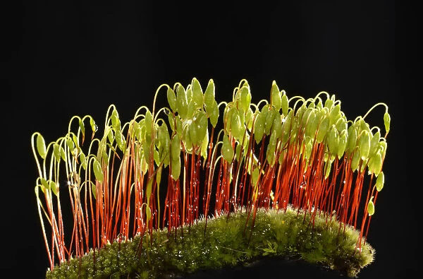 Sporophytes of Creeping feather-moss -Amblystegium serpens-, Stuttgart, Baden-Wurttemberg, Germany
