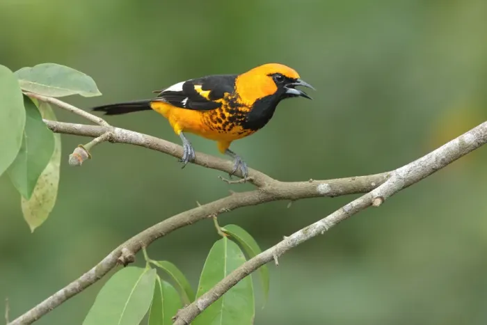 Framed Print : Spot-breasted Oriole Framed Print : Spot-breasted Oriole