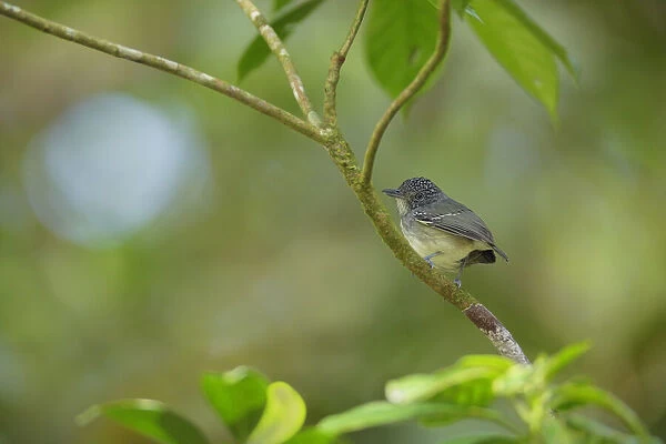 Spot-crowned Antvireo (Dysithamnus puncticeps) resting