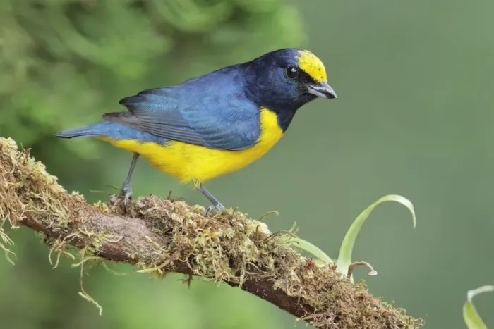Framed Print : Spot-crowned Euphonia Framed Print : Spot-crowned Euphonia