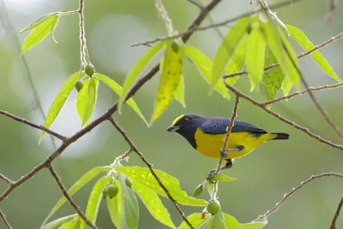 Framed Print : Spot-crowned Euphonia Framed Print : Spot-crowned Euphonia