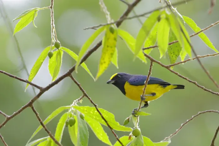 Framed Print : Spot-crowned Euphonia (Euphonia imitans) Framed Print : Spot-crowned Euphonia (Euphonia imitans)