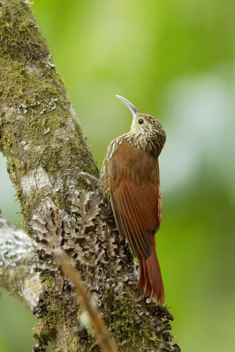 Framed Print : Spot-crowned Woodcreeper
