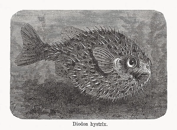 Spot-fin porcupinefish (Diodon hystrix), wood engraving, published in 1893