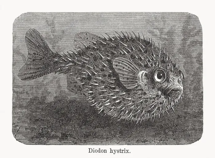 Framed Print : Spot-fin porcupinefish (Diodon hystrix), wood engraving, published in 1893 Framed Print : Spot-fin porcupinefish (Diodon hystrix), wood engraving, published in 1893