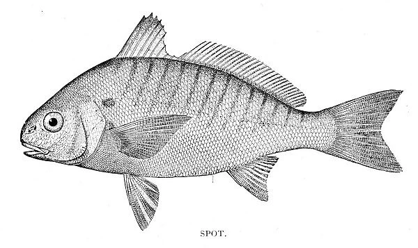 Spot fish engraving 1898