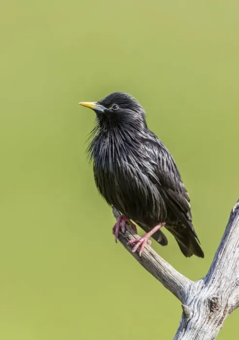 Framed Print : Spotless Starling -Sturnus unicolor-, Extremadura, Spain