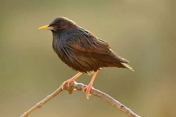 Spotless Starling -Sturnus unicolor-, perched on twig in the early morning light