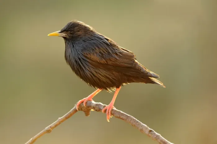 Framed Print : Spotless Starling -Sturnus unicolor-, perched on twig in the early morning light Framed Print : Spotless Starling -Sturnus unicolor-, perched on twig in the early morning light