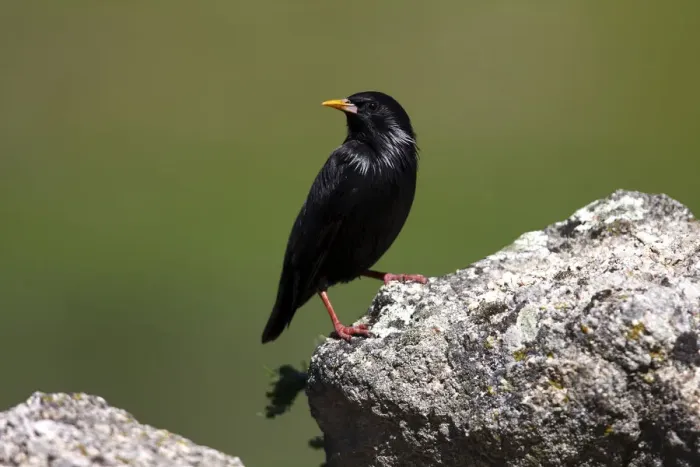Framed Print : Spotless Starling -Sturnus unicolor- standing on a stone, Exdremadura, Spain, Europe