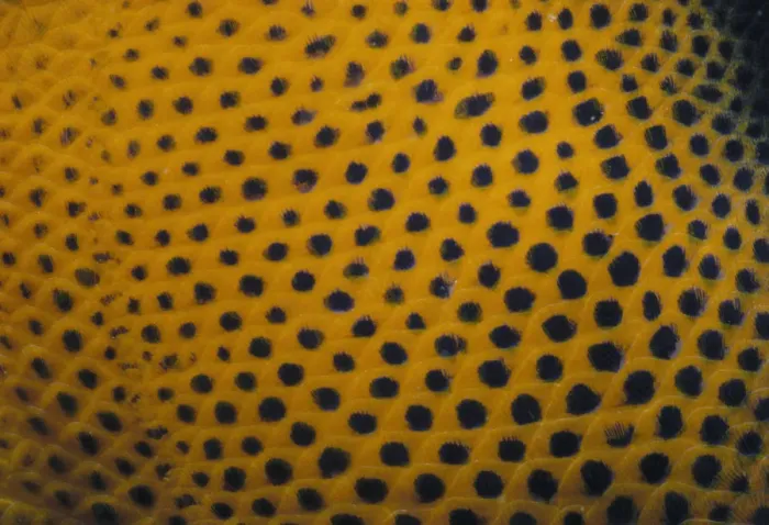 Framed Print : Spots of Queen Angelfish Framed Print : Spots of Queen Angelfish