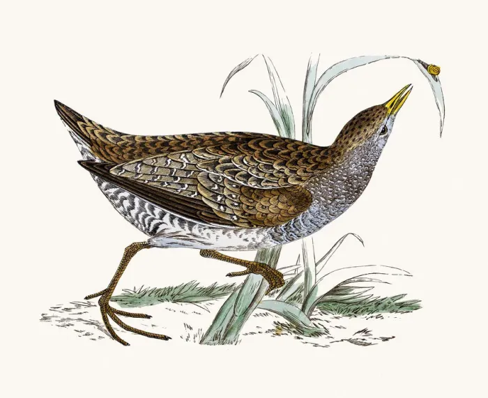 Framed Print : Spotted Crake Framed Print : Spotted Crake