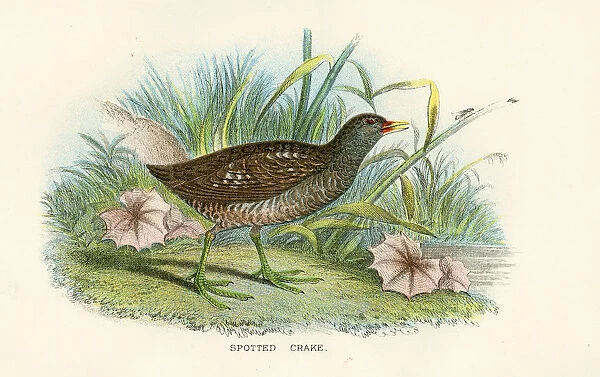 Spotted crake birds from Great Britain 1897
