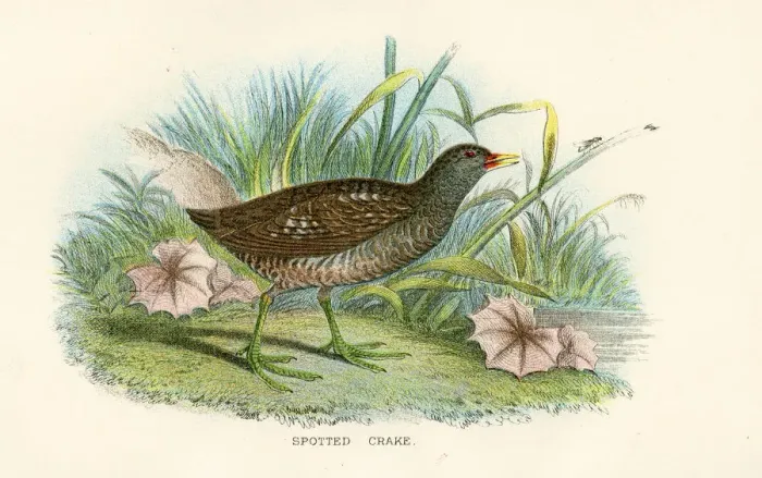 Framed Print : Spotted crake birds from Great Britain 1897 Framed Print : Spotted crake birds from Great Britain 1897