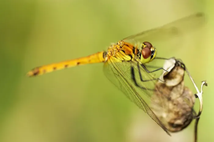 Framed Print : Spotted Darter (Sympetrum depressiusculum) Framed Print : Spotted Darter (Sympetrum depressiusculum)