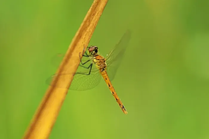 Framed Print : Spotted Darter (Sympetrum depressiusculum)
