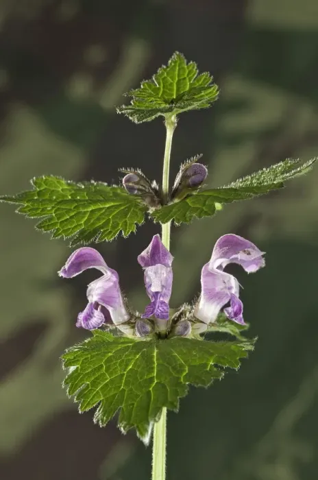Framed Print : Spotted Deadnettle, Spotted Henbit or Purple Dragon -Lamium maculatum-, Untergroeningen, Baden-Wuerttemberg, Germany, Europe Framed Print : Spotted Deadnettle, Spotted Henbit or Purple Dragon -Lamium maculatum-, Untergroeningen, Baden-Wuerttemberg, Germany, Europe