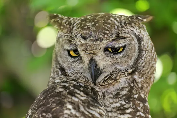 Framed Print : Spotted Eagle-owl -Bubo africanus-, adult, Western Cape, South Africa Framed Print : Spotted Eagle-owl -Bubo africanus-, adult, Western Cape, South Africa