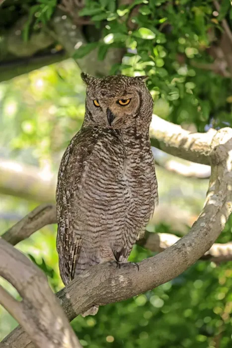Framed Print : Spotted Eagle-owl -Bubo africanus-, adult on tree, Western Cape, South Africa Framed Print : Spotted Eagle-owl -Bubo africanus-, adult on tree, Western Cape, South Africa