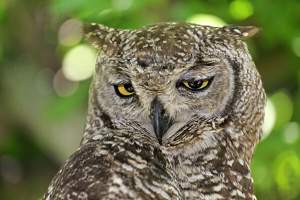 Spotted Eagle-owl -Bubo africanus-, adult, Western Cape, South Africa