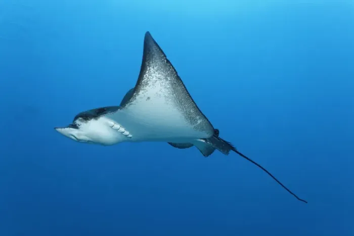 Framed Print : Spotted eagle ray -Aetobatus narinari-, embudu Embudu, Indian Ocean, Tilla, South Male Atoll, Maldives Framed Print : Spotted eagle ray -Aetobatus narinari-, embudu Embudu, Indian Ocean, Tilla, South Male Atoll, Maldives