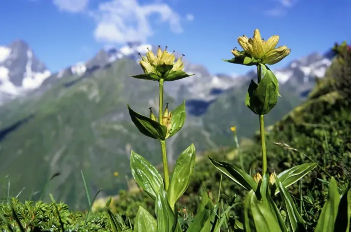 Framed Print : Spotted Gentian (Gentiana punctata), Pitztal, Tyrol, Austria, Europe Framed Print : Spotted Gentian (Gentiana punctata), Pitztal, Tyrol, Austria, Europe