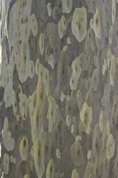 Framed Print : Spotted gum tree trunk, Australia