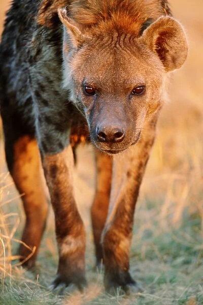 Spotted hyena (Crocuta crocuta), close-up