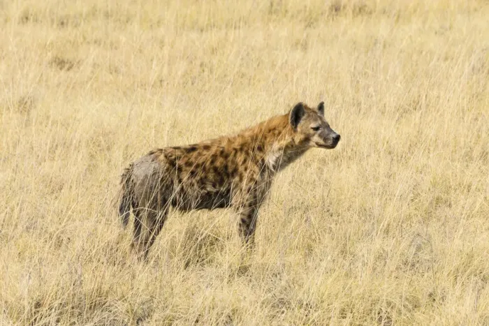 Spotted Hyena Print - Etosha National Park, Namibia. Art Prints