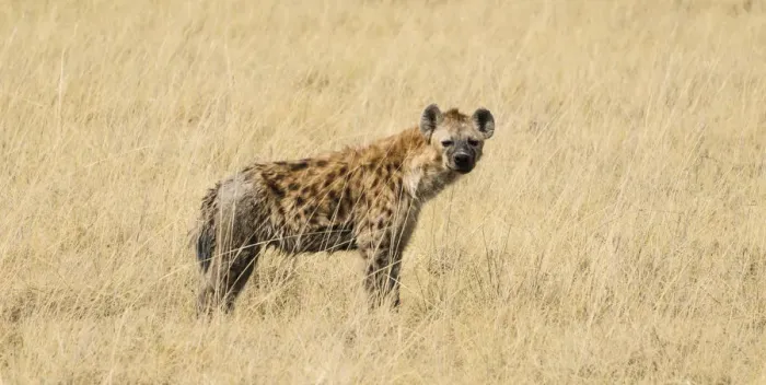 Framed Print : Spotted Hyena -Crocuta crocuta- walking through dry grass, Etosha National Park, Namibia Framed Print : Spotted Hyena -Crocuta crocuta- walking through dry grass, Etosha National Park, Namibia