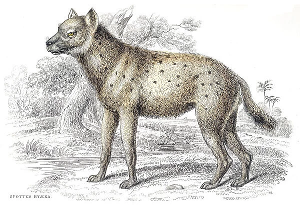 Spotted hyena engraving 1840