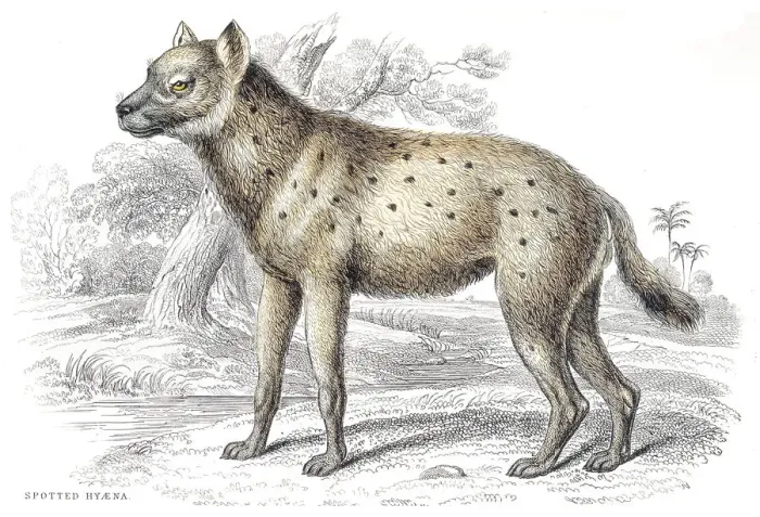 Framed Print : Spotted hyena engraving 1840 Framed Print : Spotted hyena engraving 1840