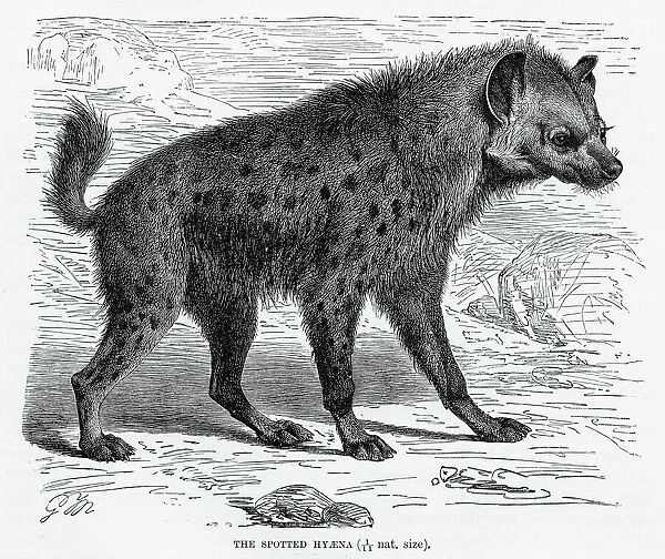 Spotted hyena engraving 1894