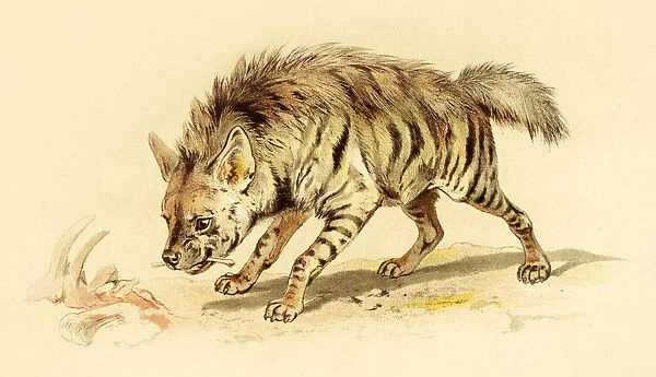 Spotted hyena illustration 1888