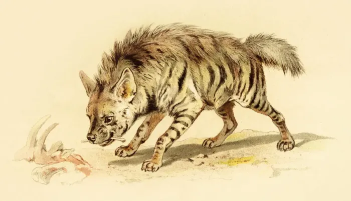 Framed Print : Spotted hyena illustration 1888