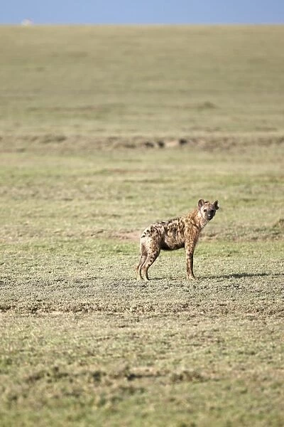 Spotted Hyena or Laughing Hyena -Crocuta crocuta-, Serengeti, Tanzania, Africa