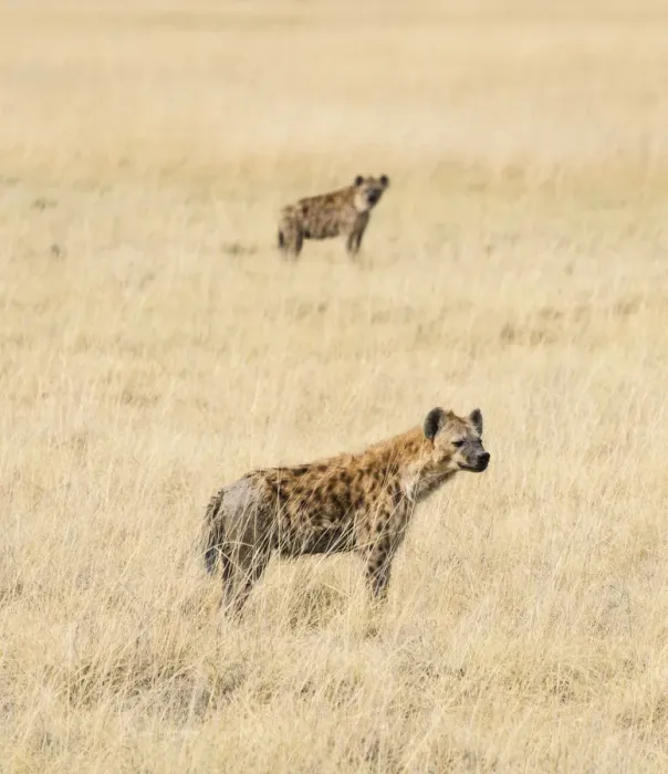 Framed Print : Spotted Hyenas -Crocuta crocuta- in the dry grass, Etosha National Park, Namibia