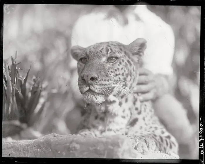 Framed Print : Spotted Leopard