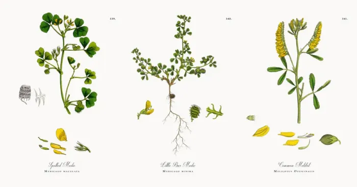 Framed Print : Spotted Medic, Medicago maculata, Victorian Botanical Illustration, 1863 Framed Print : Spotted Medic, Medicago maculata, Victorian Botanical Illustration, 1863