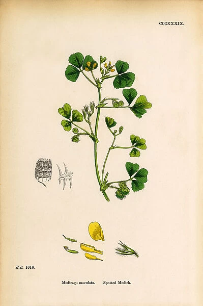 Spotted Medic, Medicago maculata, Victorian Botanical Illustration, 1863