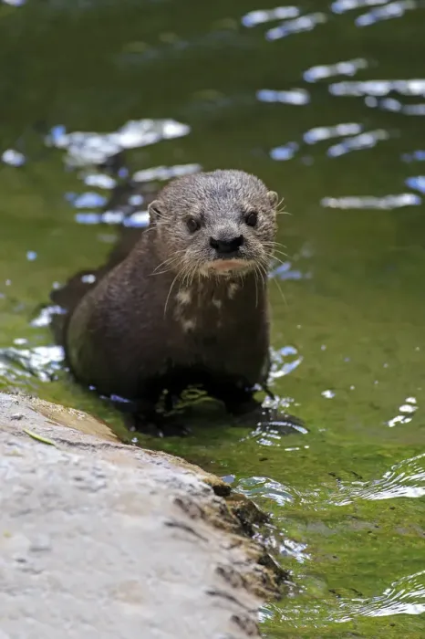 Framed Print : Spotted-necked Otter -Lutra maculicollis-, adult in the water, Eastern Cape, South Africa