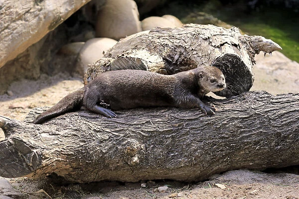 Spotted-necked Otter -Lutra maculicollis-, adult, Eastern Cape, South Africa