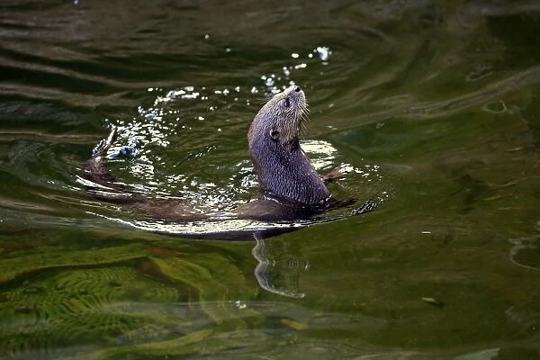 Spotted-necked Otter -Lutra maculicollis-, adult, swimming, Eastern Cape, South Africa