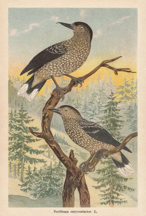 Framed Print : Spotted nutcracker (Nucifraga caryocatactes), chromolithograph, published in 1896 Framed Print : Spotted nutcracker (Nucifraga caryocatactes), chromolithograph, published in 1896