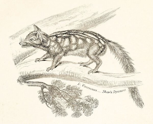 Spotted opossum engraving 1803