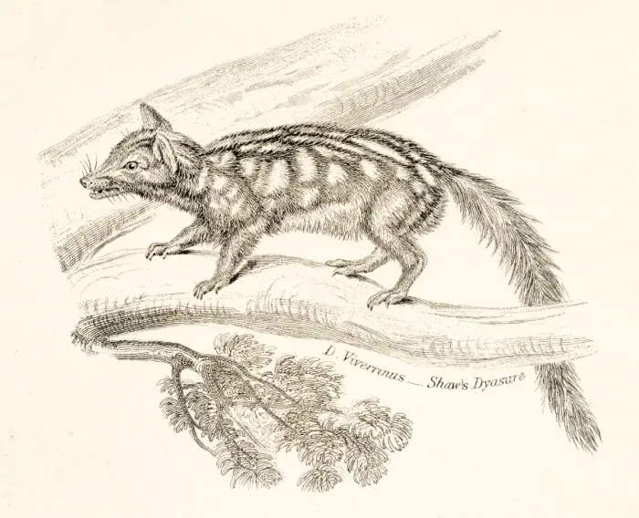 Framed Print : Spotted opossum engraving 1803 Framed Print : Spotted opossum engraving 1803