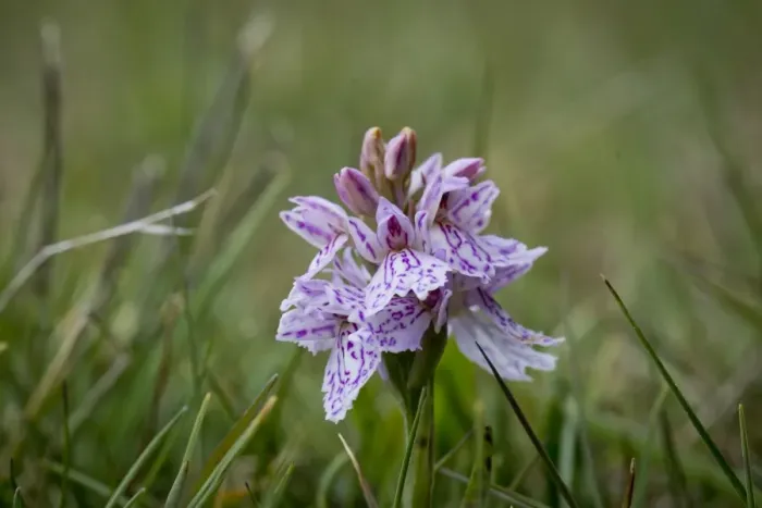 Framed Print : Spotted Orchid or Heath Spotted Orchid -Dactylorhiza maculata-, Faroe Islands, Denmark Framed Print : Spotted Orchid or Heath Spotted Orchid -Dactylorhiza maculata-, Faroe Islands, Denmark