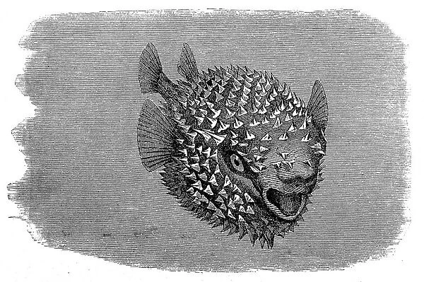 Spotted Porcupinefish (Diodon hystrix)